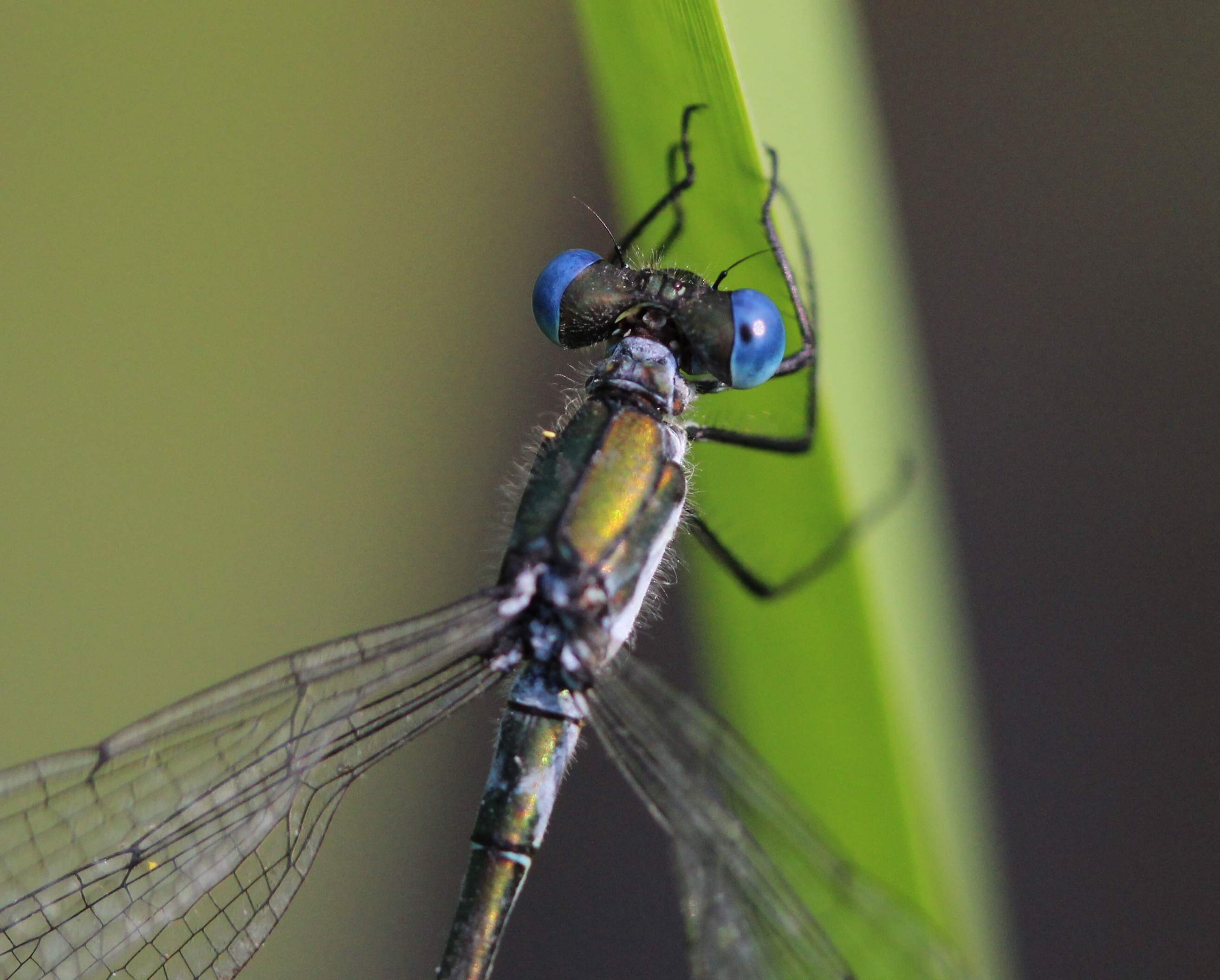 Lestes dryas???